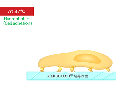 37℃時，溫敏聚合物涂層為高分子卷縮狀態(tài)，表現(xiàn)為輕度疏水性，更有利于細(xì)胞的貼附