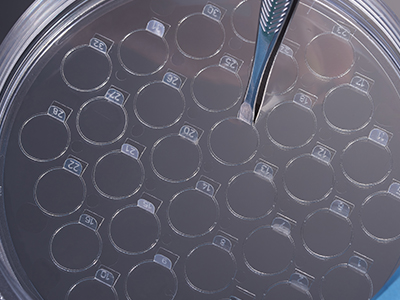 細(xì)胞爬片柄成一定角度翹起，方便操作者直接夾取