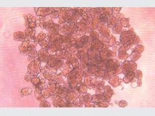 經(jīng)不同細(xì)胞培養(yǎng)測(cè)試驗(yàn)證，表面幾乎無(wú)細(xì)胞貼壁，可快速實(shí)現(xiàn)可重復(fù)、一致、可靠的細(xì)胞球培養(yǎng)