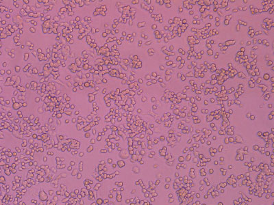 經(jīng)細(xì)胞培養(yǎng)測(cè)試驗(yàn)證，細(xì)胞貼壁率達(dá) 90% 以上，貼壁細(xì)胞活率達(dá)95%以上